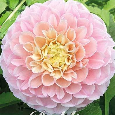 Dahlia Boll Opal 1-pack NYHET